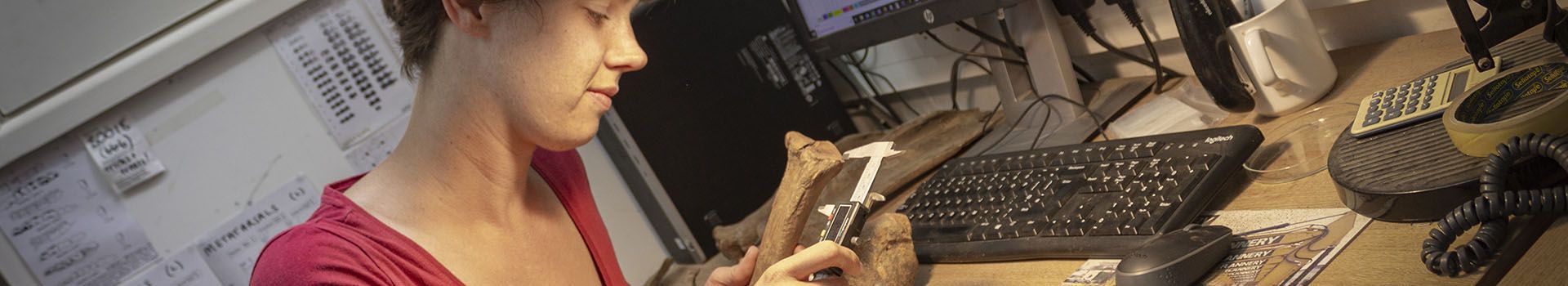 An archaeologist measures a bone whilst seated at a desk.