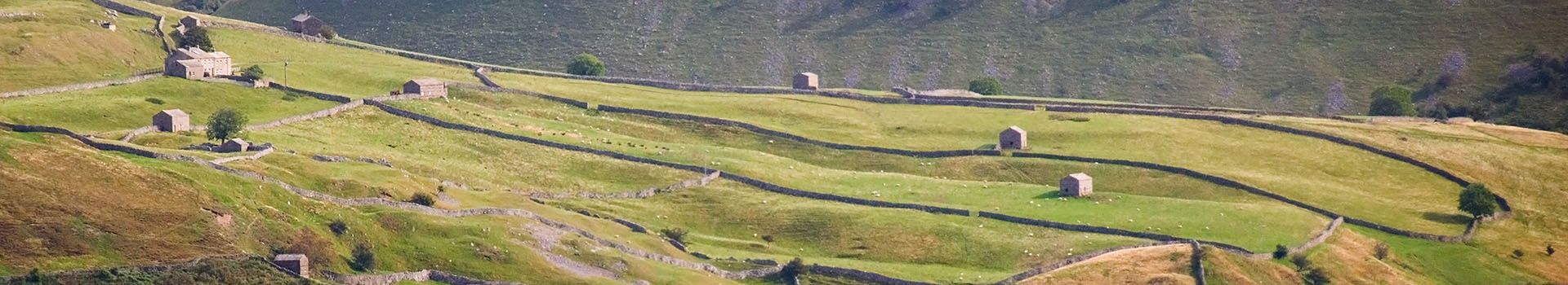 Stone walls and barns stand on a hillside in the Yorkshire Dales.