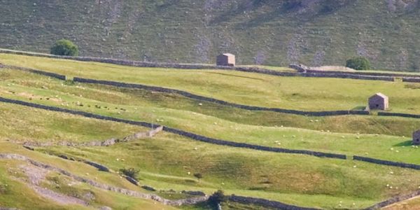 Stone walls and barns stand on a hillside in the Yorkshire Dales.