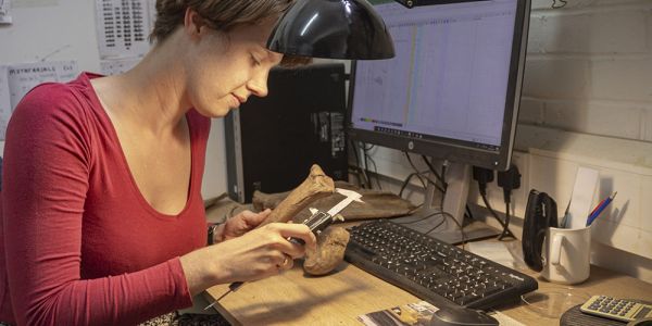 An archaeologists measures a bone whilst sat at desk with a computer.