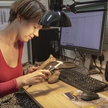 An archaeologists measures a bone whilst sat at desk with a computer.